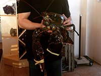 Owner Hal with his 14 lb crustacean